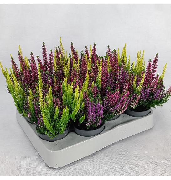 Calluna Beauty Ladies Ø6 Trio (36870)