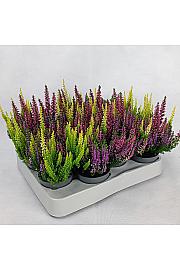 Calluna Beauty Ladies Ø 6 Trio