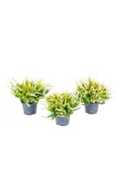 Calluna Beauty Ladies Ø6 rumena (51931)