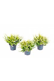 Calluna Beauty Ladies Ø 6 žuta