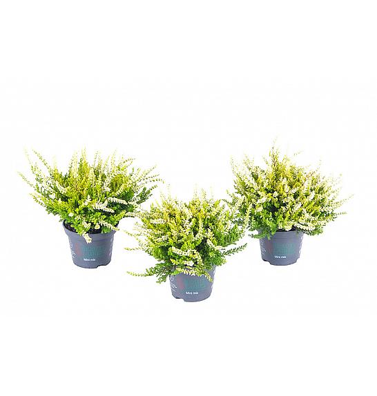 Calluna Beauty Ladies Ø 6 žuta