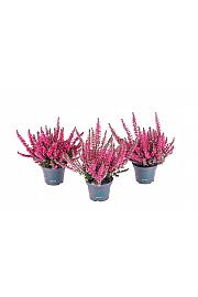 Calluna Beauty Ladies Ø 6 crvena