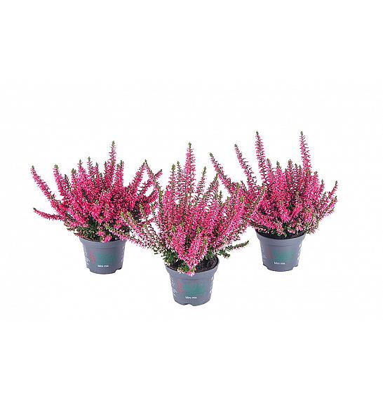 Calluna Beauty Ladies Ø 6 crvena