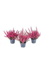 Calluna Beauty Ladies Ø6 rdeča (51927)