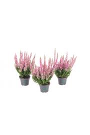 Calluna Beauty Ladies Ø6 pink