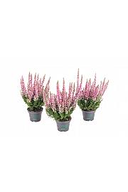 Calluna Beauty Ladies Ø 6 ružičaste