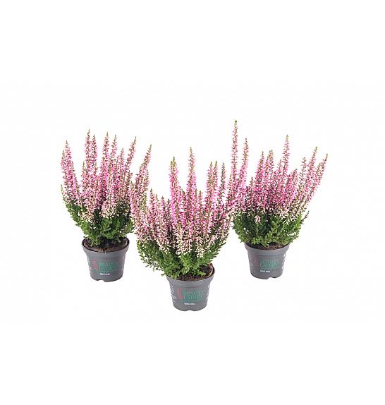 Calluna Beauty Ladies Ø 6 ružičaste