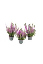 Calluna Beauty Ladies Ø6 lila (51930)