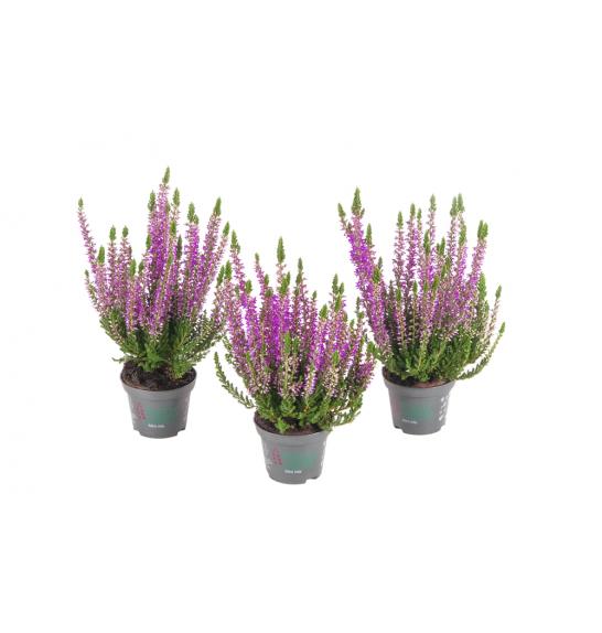 Calluna Beauty Ladies Ø6 lila (51930)