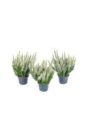 Calluna Beauty Ladies Ø6 bela (51928)
