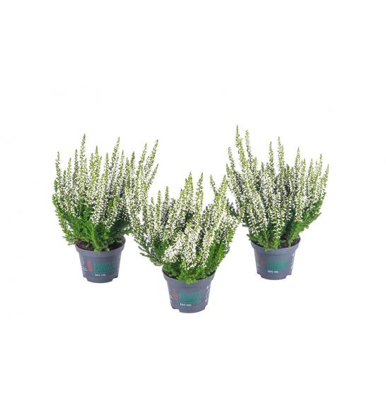 Calluna Beauty Ladies Ø6 bela (51928)