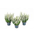 Calluna Beauty Ladies Ø 6 bela