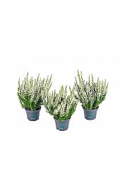 Calluna Beauty Ladies Ø 6 bijela