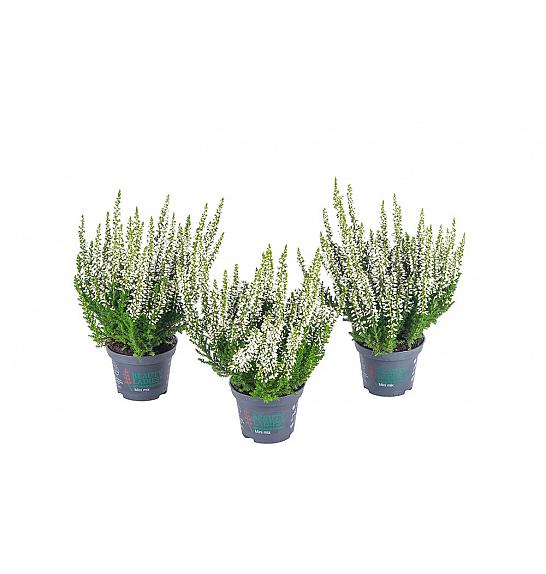 Calluna Beauty Ladies Ø 6 bijela