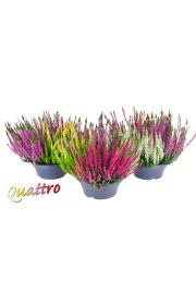 Calluna Beauty Ladies Ø23 Quatro