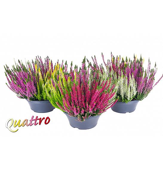 Calluna Beauty Ladies Ø23 Quatro
