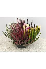 Calluna Beauty Ladies Ø23 High Five