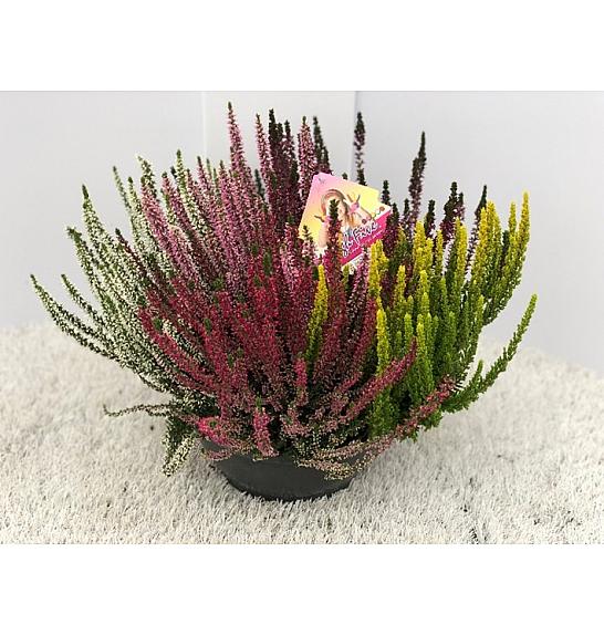 Calluna Beauty Ladies Ø23 High Five