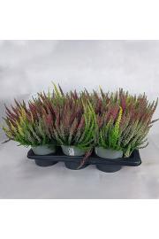 Calluna Beauty Ladies Ø17 Trio