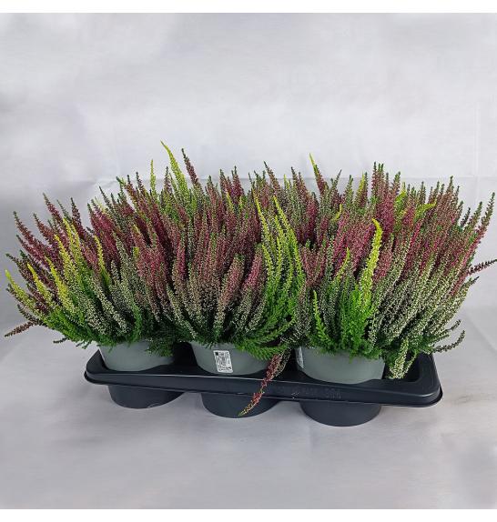 Calluna Beauty Ladies Ø17 Trio
