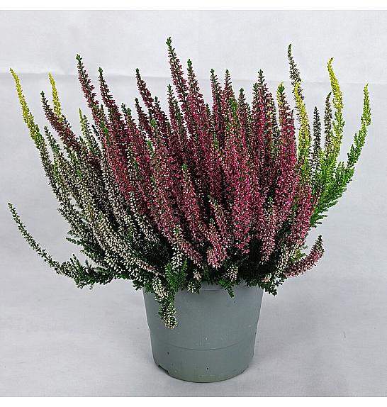  Calluna Beauty Ladies