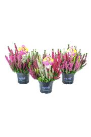 Calluna Beauty Ladies Ø17 High Five