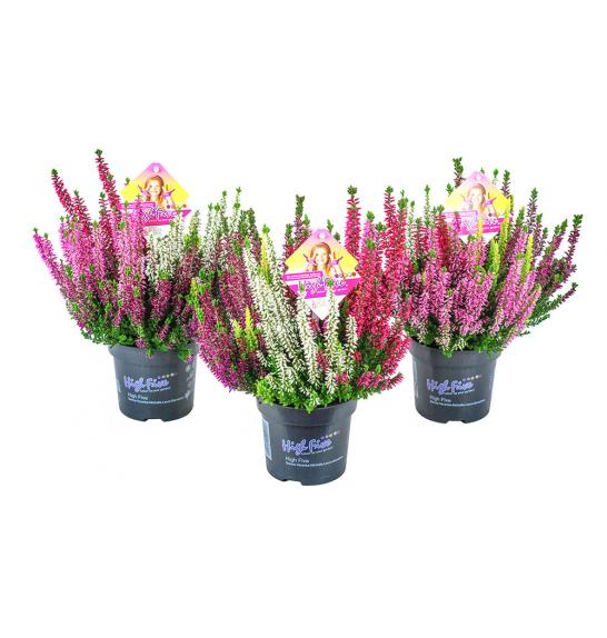 Calluna Beauty Ladies Ø17 High Five