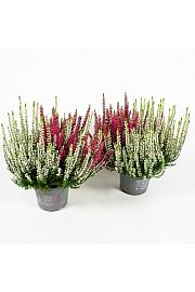 Calluna Beauty Ladies Ø13 Twins
