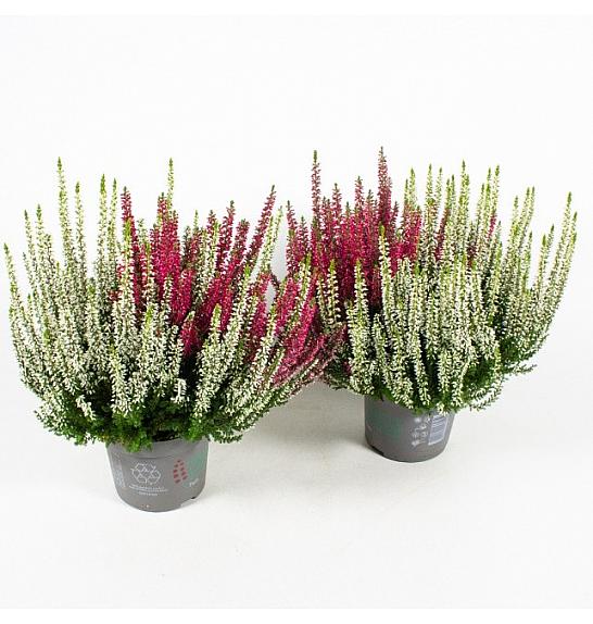 Calluna Beauty Ladies Ø13 Twins