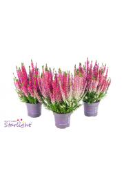 Calluna Beauty Ladies Ø13 Trio