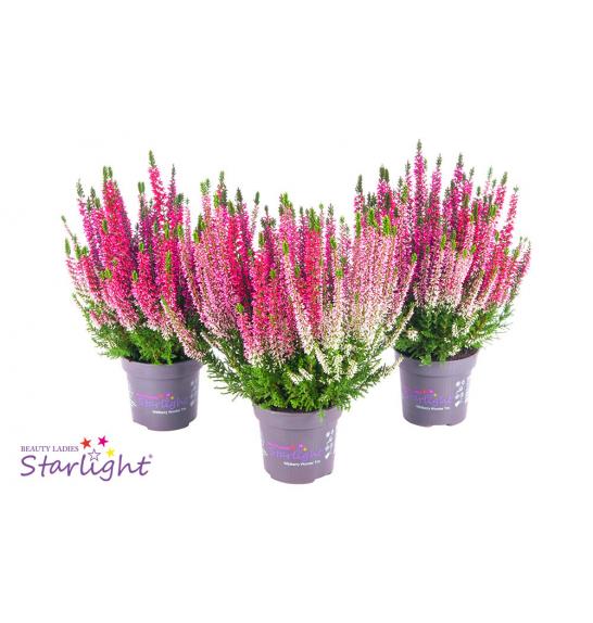 Calluna Beauty Ladies Ø13 Trio