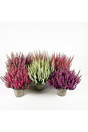 Calluna Beauty Ladies Ø13 mix
