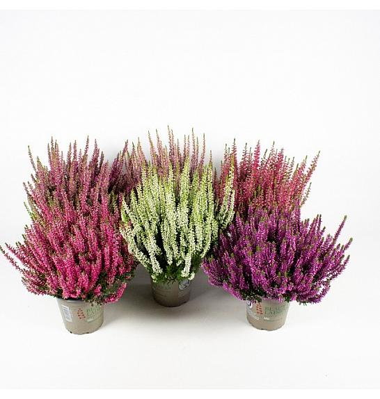 Calluna Beauty Ladies Ø13 mix