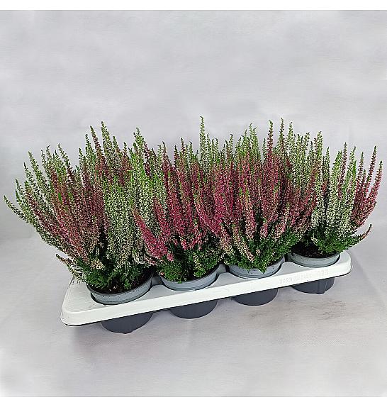 Calluna Beauty Ladies Ø 12 Twin pelene