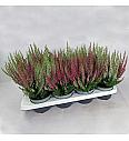 Calluna Beauty Ladies Ø 12 Twins