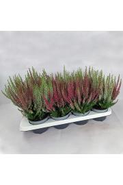 Calluna Beauty Ladies Ø12 Twins