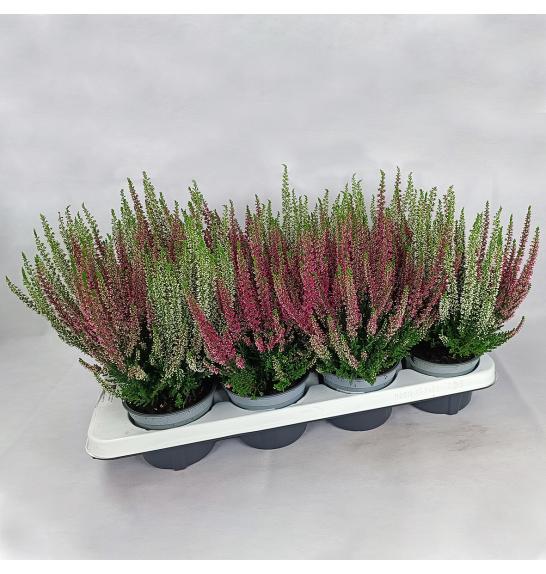 Calluna Beauty Ladies Ø12 Twins
