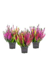 Calluna Beauty Ladies Ø12 Trio