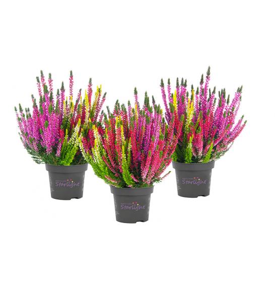 Calluna Beauty Ladies Ø12 Trio