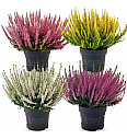 Calluna Beauty Ladies Ø 12 mix