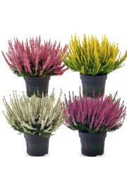 Calluna Beauty Ladies Ø12 mix