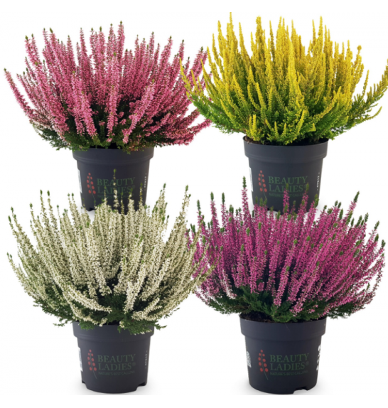 Calluna Beauty Ladies Ø12 mix