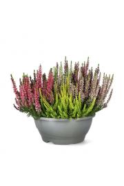Calluna Beauty Ladies Mosaika Ø23