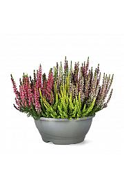 Calluna Beauty Ženski mozaik Ø 23