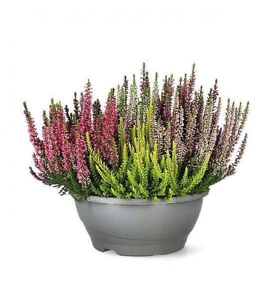 Calluna Beauty Ženski mozaik Ø 23