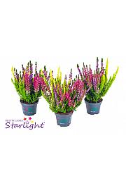 Calluna Beauty Ladies Milca Ø 9, pakiranje od 6 komada