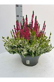Calluna Beauty Ladies Colour Crown Ø23