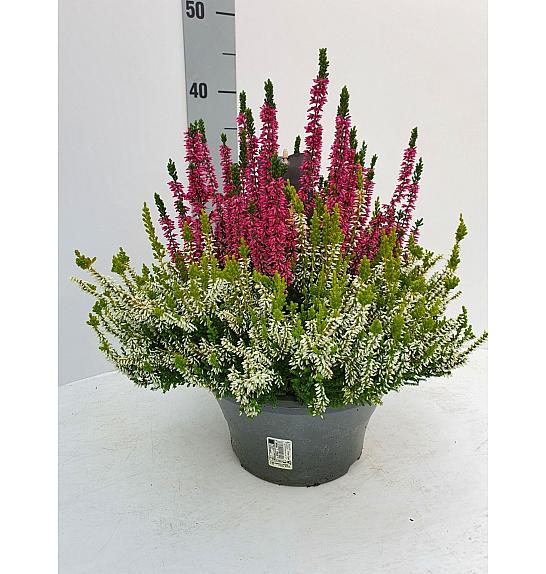 Calluna Beauty Ladies Colour Crown Ø23