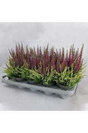 Calluna Beauty Ladies Colour Crown Ø10,5 (57788)