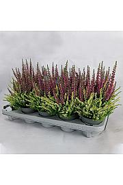 Calluna Beauty Ženska krunica u boji Ø 10,5